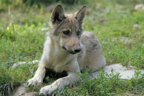moosetracks114