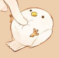 Piyo