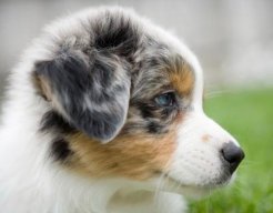 BuggyPup