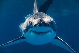 shark