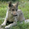 moosetracks114