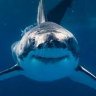shark